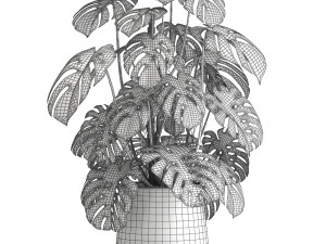 monstera in a rust pot for the interior 1001 3Dモデル