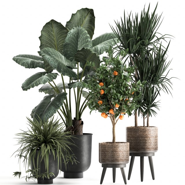 houseplants in a flowerpot for the interior 1002 3D Model .c4d .max .obj .3ds .fbx .stl .blend 