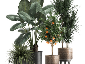 houseplants in a flowerpot for the interior 1002 3D Model