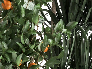 houseplants in a flowerpot for the interior 1002 3D Model