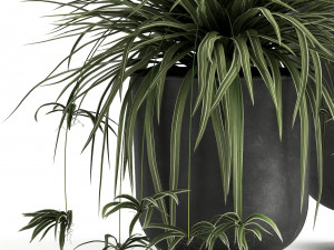 houseplants in a flowerpot for the interior 1002 3D Model