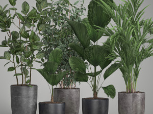 houseplants in a flowerpot for the interior 1003 3D Модель