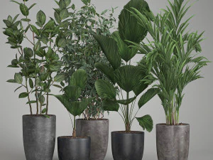 houseplants in a flowerpot for the interior 1003 3D Model
