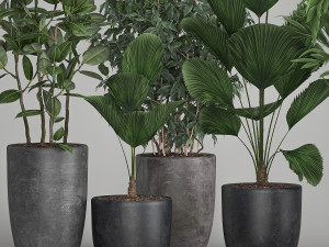 houseplants in a flowerpot for the interior 1003 3D Модель