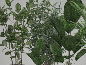 houseplants in a flowerpot for the interior 1003 3D Модель