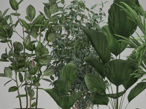 houseplants in a flowerpot for the interior 1003 3D Model