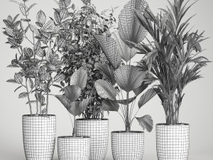houseplants in a flowerpot for the interior 1003 3D Модель