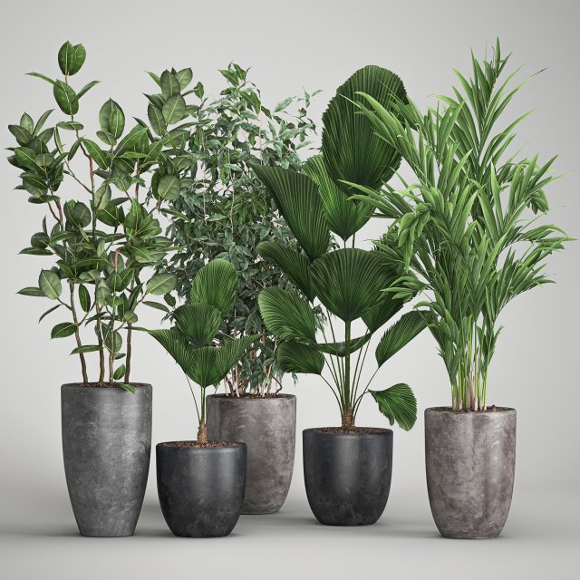houseplants in a flowerpot for the interior 1003 3D Модель .c4d .max .obj .3ds .fbx .stl .blend