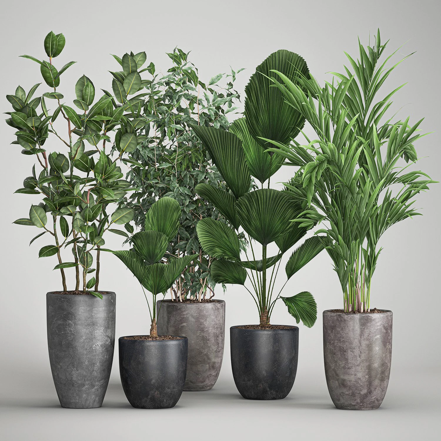 houseplants in a flowerpot for the interior 1003 3D Model .c4d .max .obj .3ds .fbx .stl .blend 