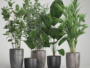 комнатные растения в вазоне для интерьера 1003 3D Модель