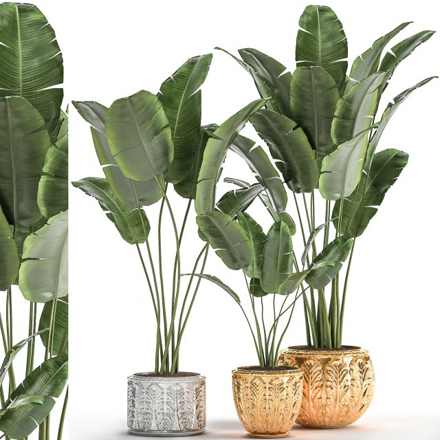 houseplants in a black pot for the interior 1005 3D 모델 .c4d .max .obj .3ds .fbx .stl .blend 