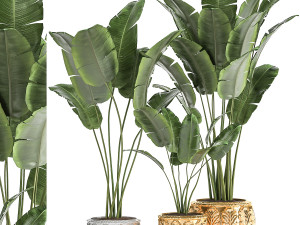 houseplants in a black pot for the interior 1005 3D Model