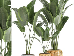 Plantas de interior en maceta negra para el interior 1005. Modelo 3D