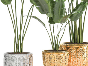 houseplants in a black pot for the interior 1005 3D 모델