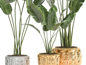 houseplants in a black pot for the interior 1005 3D 모델