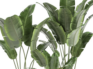 houseplants in a black pot for the interior 1005 3D 모델