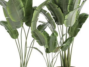 houseplants in a black pot for the interior 1005 3D 모델
