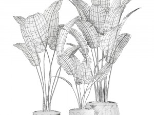 houseplants in a black pot for the interior 1005 3D 모델
