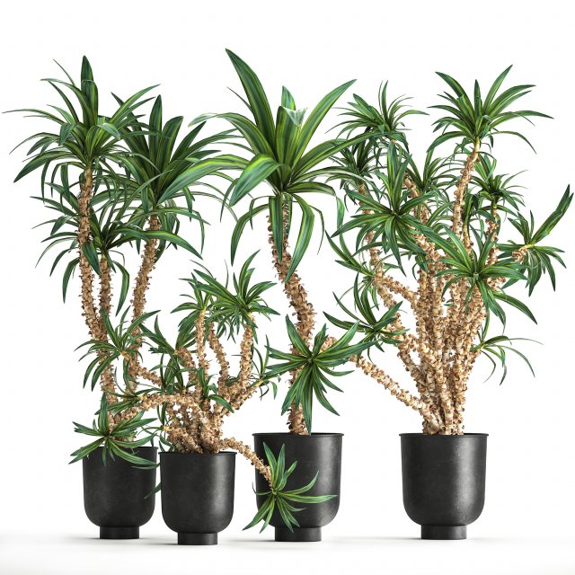 dracaena in a flowerpot for the interior 1006 3D Model .c4d .max .obj .3ds .fbx .stl .blend 