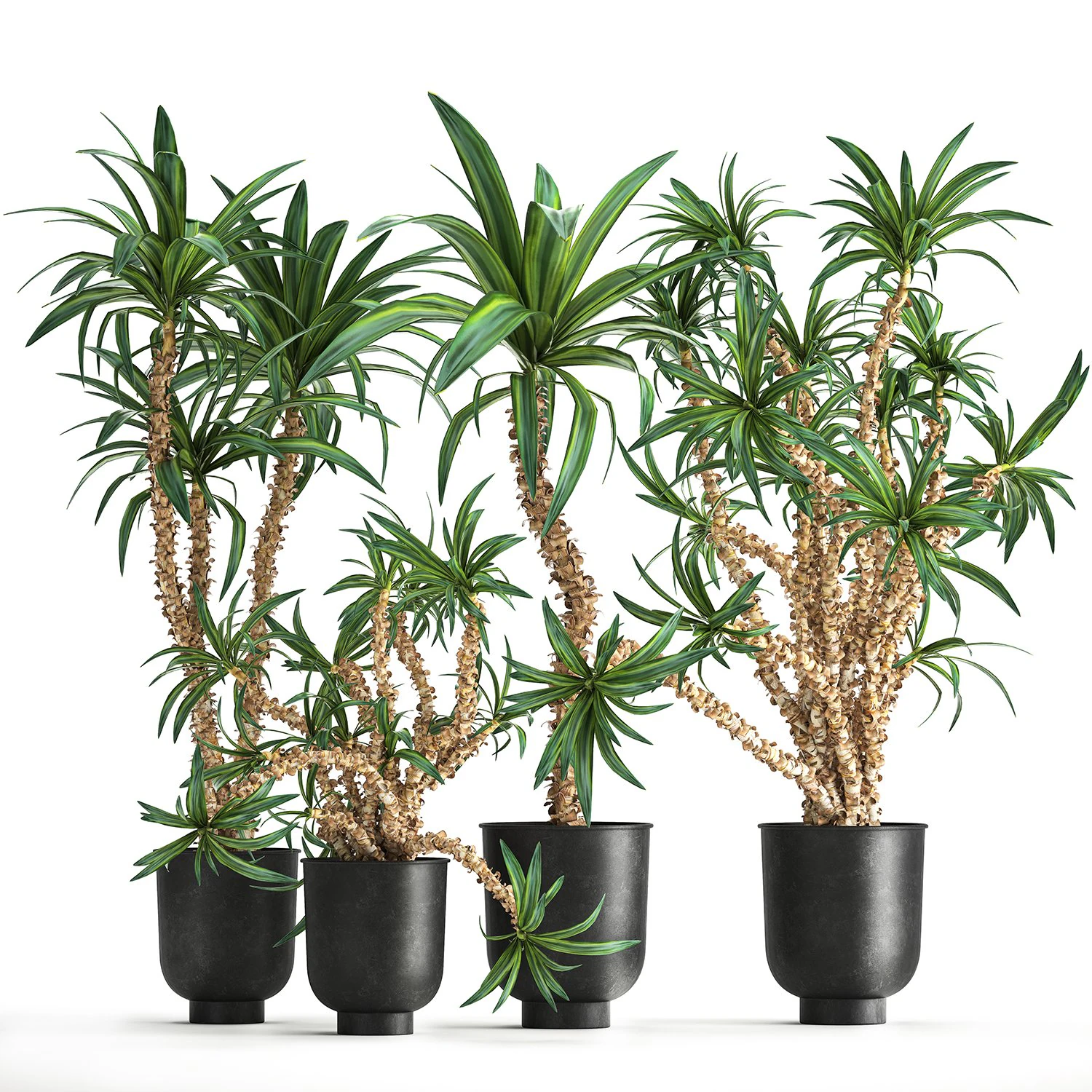 dracaena in a flowerpot for the interior 1006 3D Model .c4d .max .obj .3ds .fbx .stl .blend 