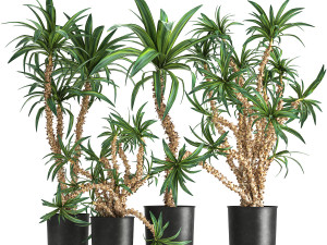 dracaena in a flowerpot for the interior 1006 3D Model