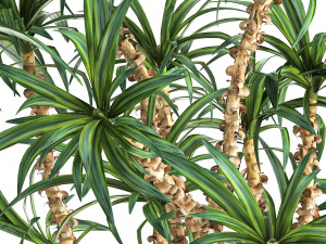 dracaena in a flowerpot for the interior 1006 3D Model