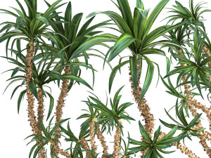 dracaena in a flowerpot for the interior 1006 3D Model
