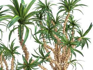 dracaena in a flowerpot for the interior 1006 3D Model