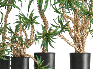 dracaena in a flowerpot for the interior 1006 3D Model