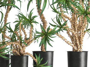 dracaena in a flowerpot for the interior 1006 3D Model