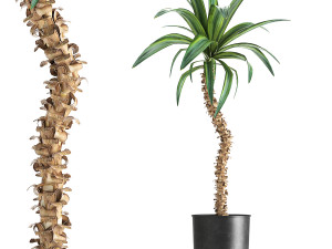 dracaena in a flowerpot for the interior 1006 3D Model