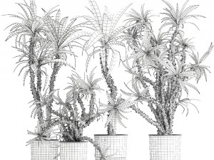 dracaena in a flowerpot for the interior 1006 3D Model