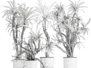 dracaena in a flowerpot for the interior 1006 3D Model