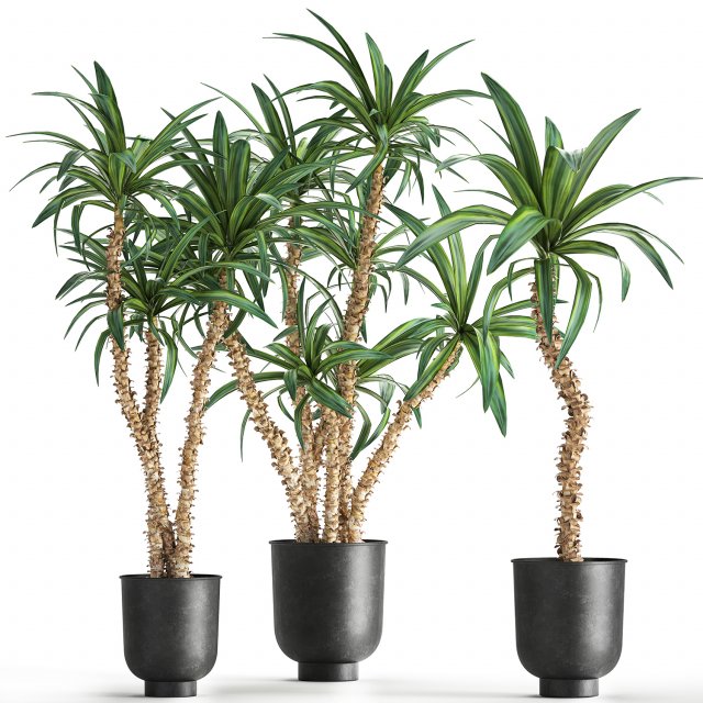 dracaena in a flowerpot for the interior 1007 Model 3D .c4d .max .obj .3ds .fbx .stl .blend