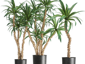 dracaena in a flowerpot for the interior 1007 3D 模型