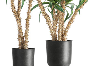 dracaena in a flowerpot for the interior 1007 Model 3D