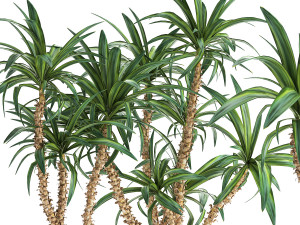 dracaena in a flowerpot for the interior 1007 Model 3D