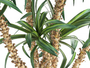 dracaena in a flowerpot for the interior 1007 3D Model
