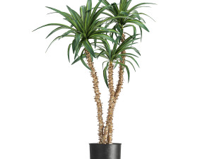 dracaena in a flowerpot for the interior 1007 Model 3D