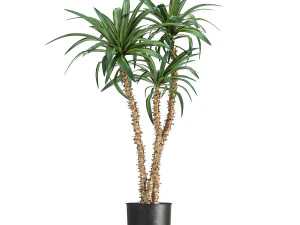 dracaena in a flowerpot for the interior 1007 3D Model