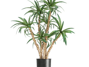 dracaena in a flowerpot for the interior 1007 Model 3D