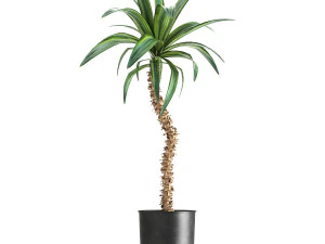 dracaena in a flowerpot for the interior 1007 3D Model