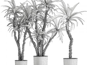 dracaena in a flowerpot for the interior 1007 Model 3D