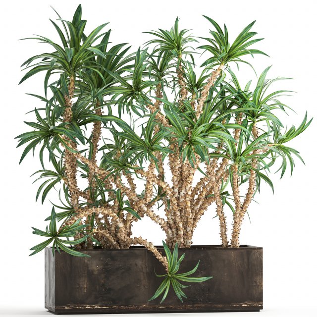 dracaena in a flowerpot for the interior 1008 Model 3D .c4d .max .obj .3ds .fbx .stl .blend 