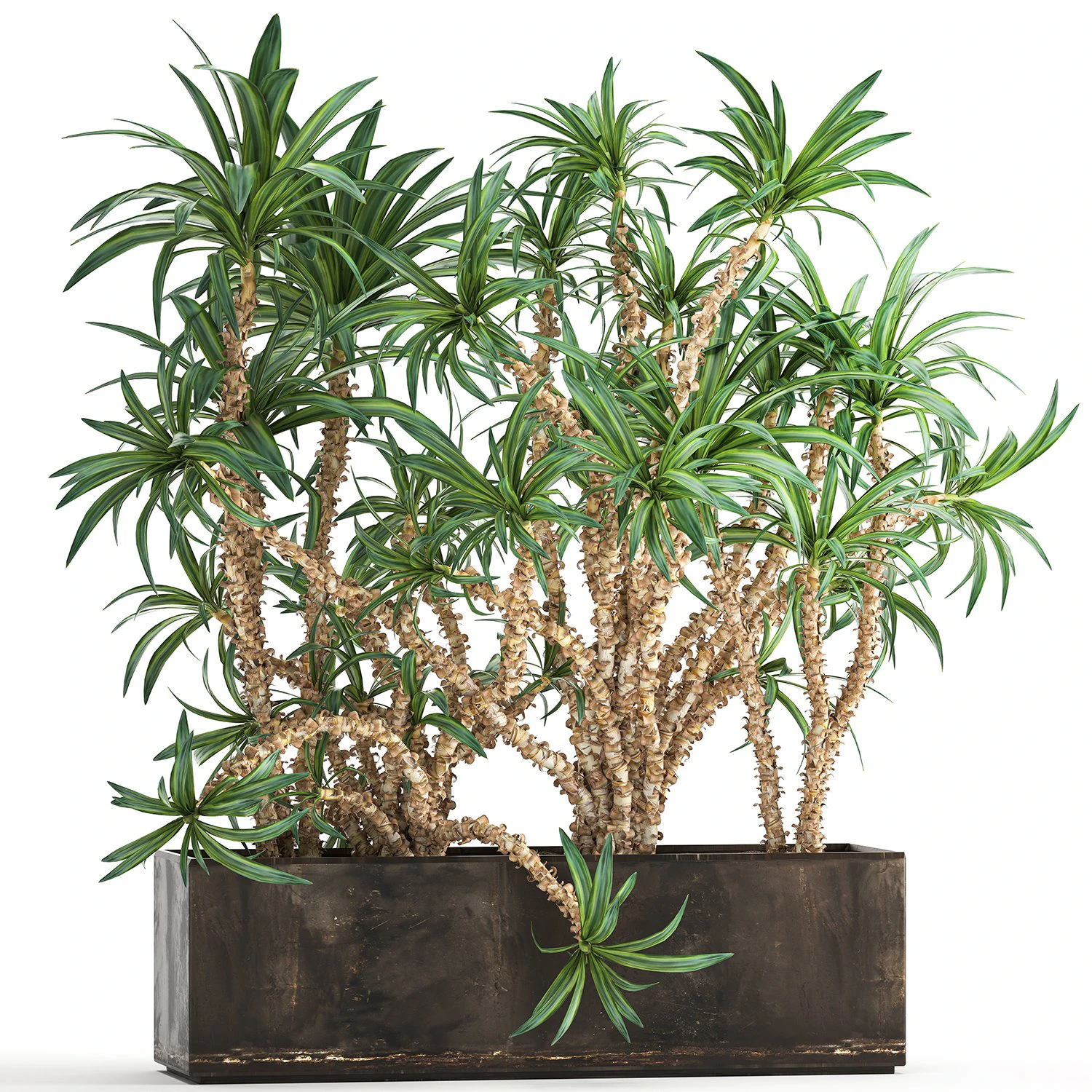 dracaena in a flowerpot for the interior 1008 3D Model .c4d .max .obj .3ds .fbx .stl .blend 