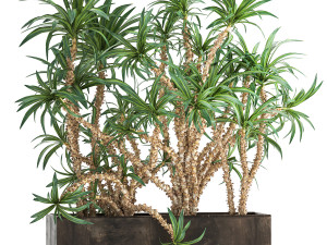 dracaena in a flowerpot for the interior 1008 3D Model