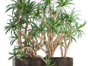 dracaena em vaso para interior 1008 Modelo 3D