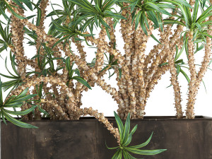 dracaena in a flowerpot for the interior 1008 Model 3D