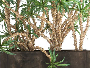 dracaena in a flowerpot for the interior 1008 3D Model