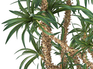 dracaena in a flowerpot for the interior 1008 Model 3D